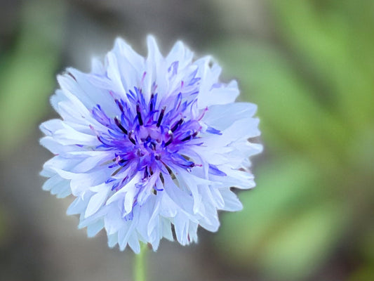 The Secret Garden Bees Guide: Planting for Your Neighbors