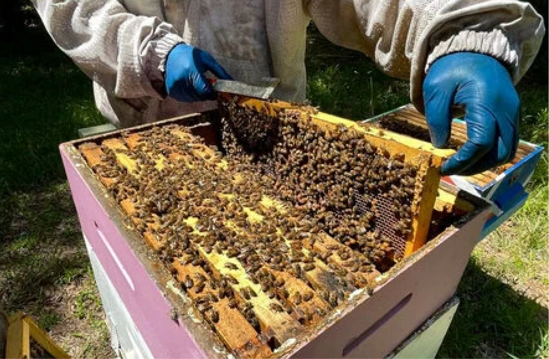 Happy Bees on Our Family Farm
